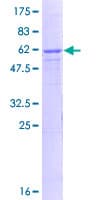 Human GPN3 Protein (Recombinant GST)