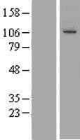 Human GCP3 / TUBGCP3 Protein (Over-Expression Lysate Myc-DDK (Flag))