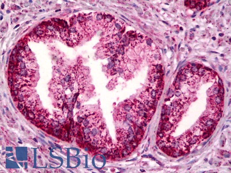 IHC-plus™ PTGER4 / EP4 Antibody
