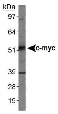 MYC / c-Myc Antibody (clone 9E10, DY488)