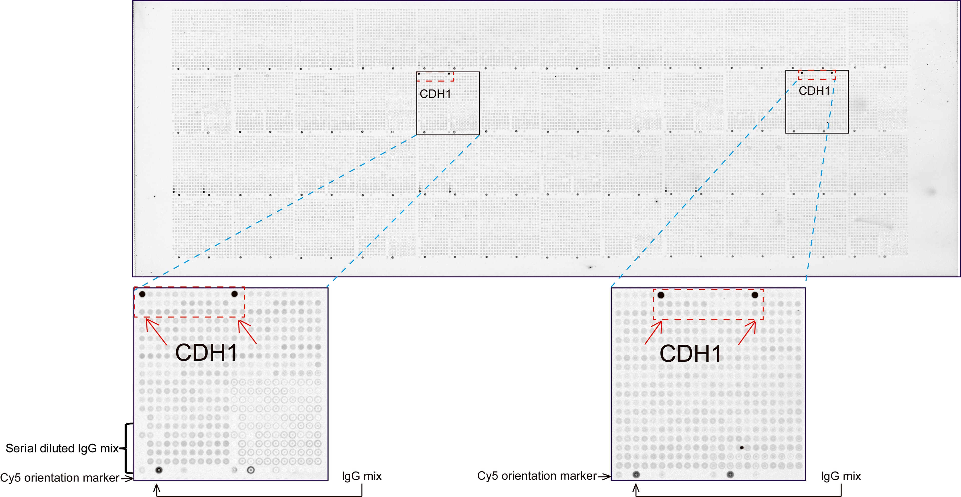 Monoclonal Mouse anti-Human CDH1 / E Cadherin Antibody (clone UMAB184, Carrier-free, IHC, IF, WB)