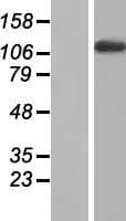 MYBPC2 Protein (Over-Expression Lysate Myc-DDK (Flag))
