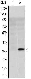 SLC22A1 Antibody (clone 2C5)