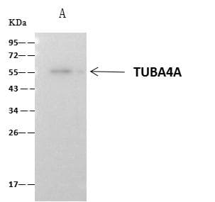 Polyclonal Rabbit anti-Human TUBA1A / Tubulin Alpha 1a Antibody (Preservative Free, IHC, IF, WB)
