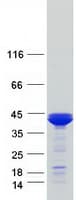 Human ARG2 / Arginase 2 Protein (Recombinant Myc-DDK (Flag))