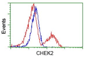 CHEK2 / CHK2 Antibody (clone OTI10G7)
