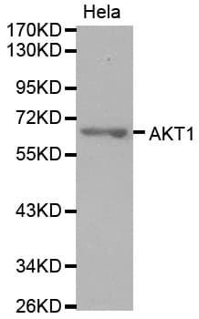 AKT1 Antibody
