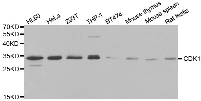 CDK1 / CDC2 Antibody