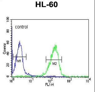Polyclonal Rabbit anti-Human FKBP11 Antibody (aa159-188, IHC, WB)