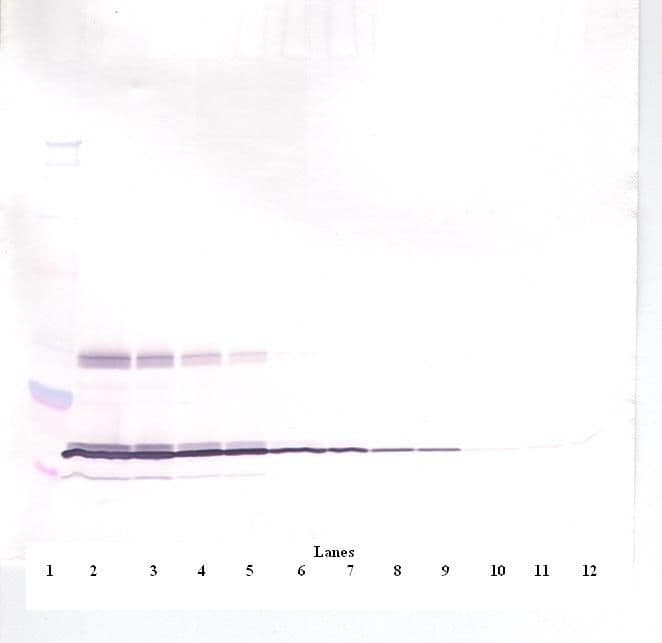 Leptin Antibody