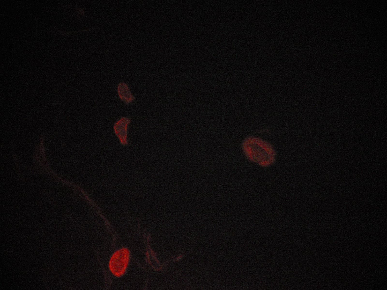 MAPK8 / JNK1 Antibody