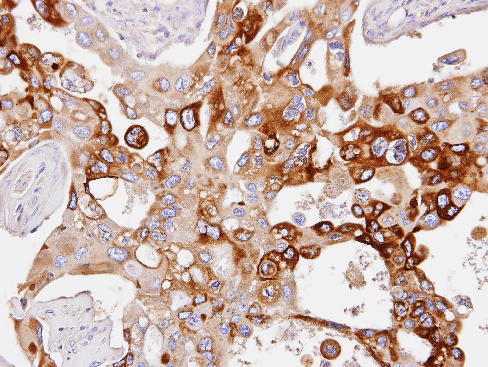 PDE4D Antibody (aa746-809)
