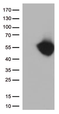 CD274 / B7-H1 / PD-L1 Antibody (clone OTI2F5, Carrier-free)
