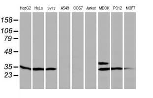PTPN7 / HEPTP Antibody (clone OTI3B10)