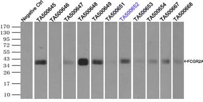 CD32A Antibody (clone OTI9G5)