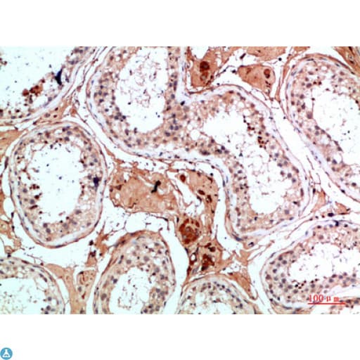 Polyclonal Rabbit anti-Human NANOS1 / NOS1 Antibody (WB)