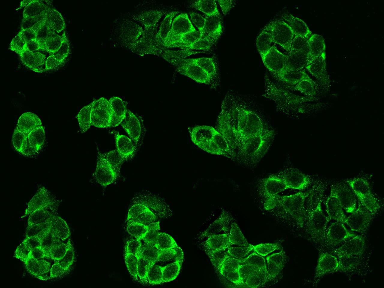 MME / CD10 Antibody (clone 113, Preservative Free)