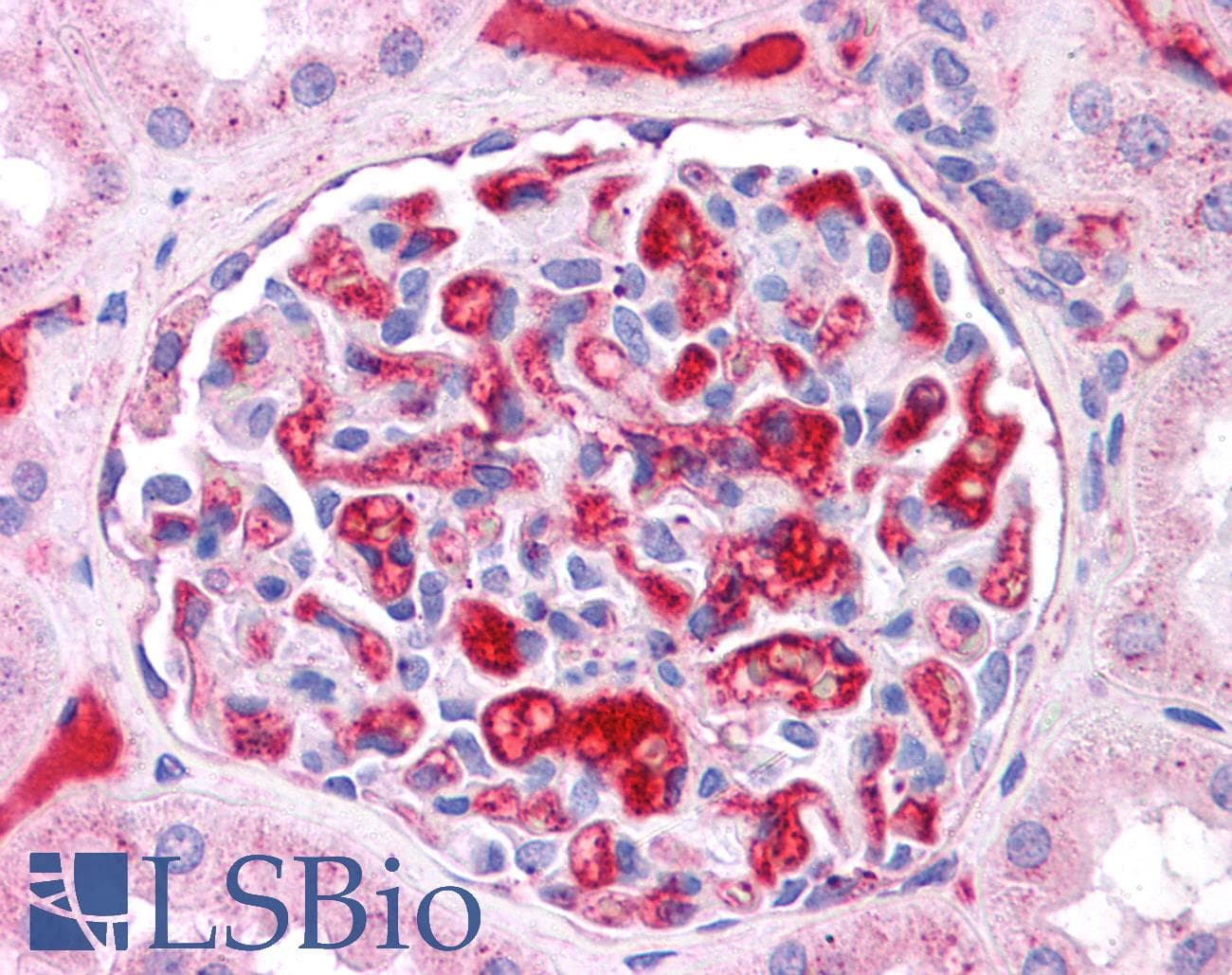 PathPlus™ Polyclonal Rabbit anti-Human APOE / Apolipoprotein E Antibody (N-Terminus, IHC, WB)