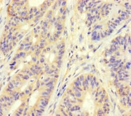 MAPRE1 / EB1 Antibody