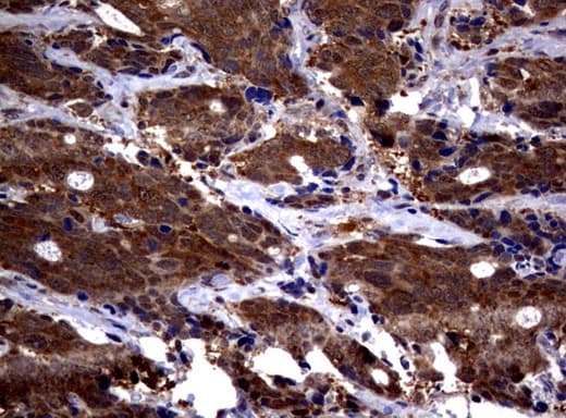 PSMA6 Antibody (clone UMAB102)