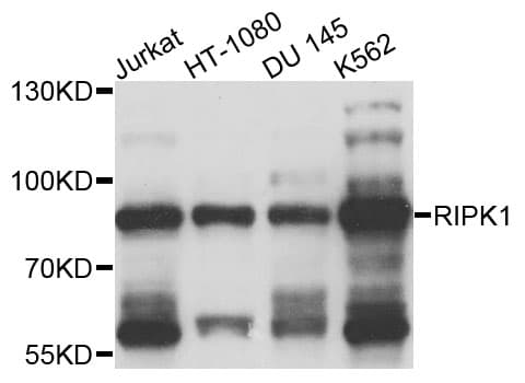 Polyclonal Rabbit anti-Human RIPK1 / RIP Antibody (WB)