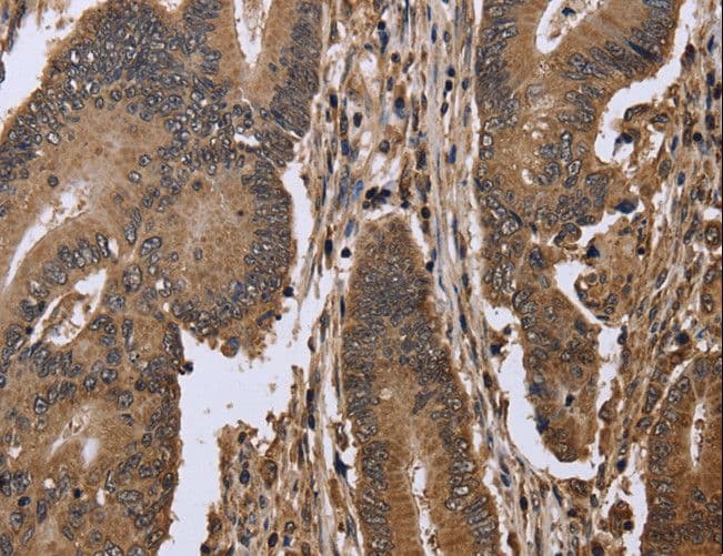 EIF3H / EIF3S3 Antibody
