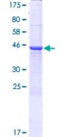 Human CBLN4 / Cerebellin 4 Protein (Recombinant GST)