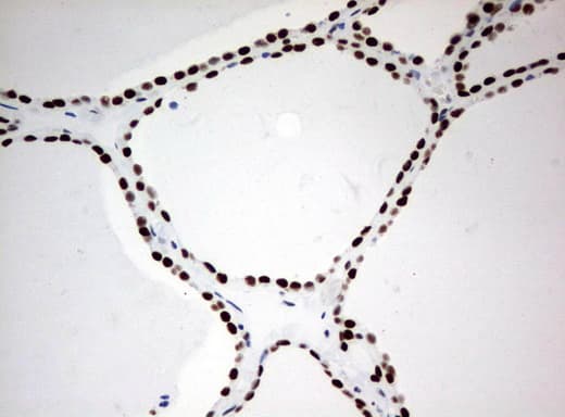 Monoclonal Mouse anti-Human ZSCAN18 / ZNF447 Antibody (clone UMAB114, IHC, WB)