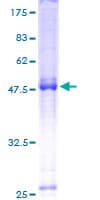 Human DEPDC1B Protein (Recombinant GST)