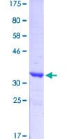 Human SYN1 / Synapsin 1 Protein (Recombinant GST, N-terminus)