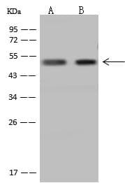 GTF2A1L / ALF Antibody