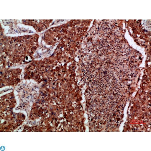 IMP3 Antibody