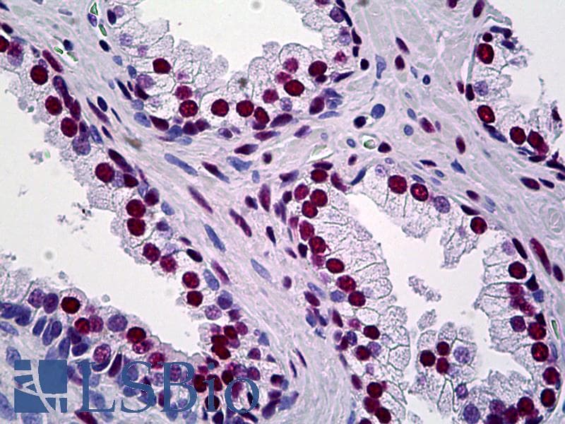 IHC-plus™ TRIM28 / KAP1 Antibody (clone 4E6)