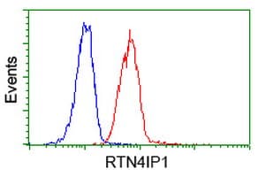 RTN4IP1 / NIMP Antibody (clone OTI2A9)