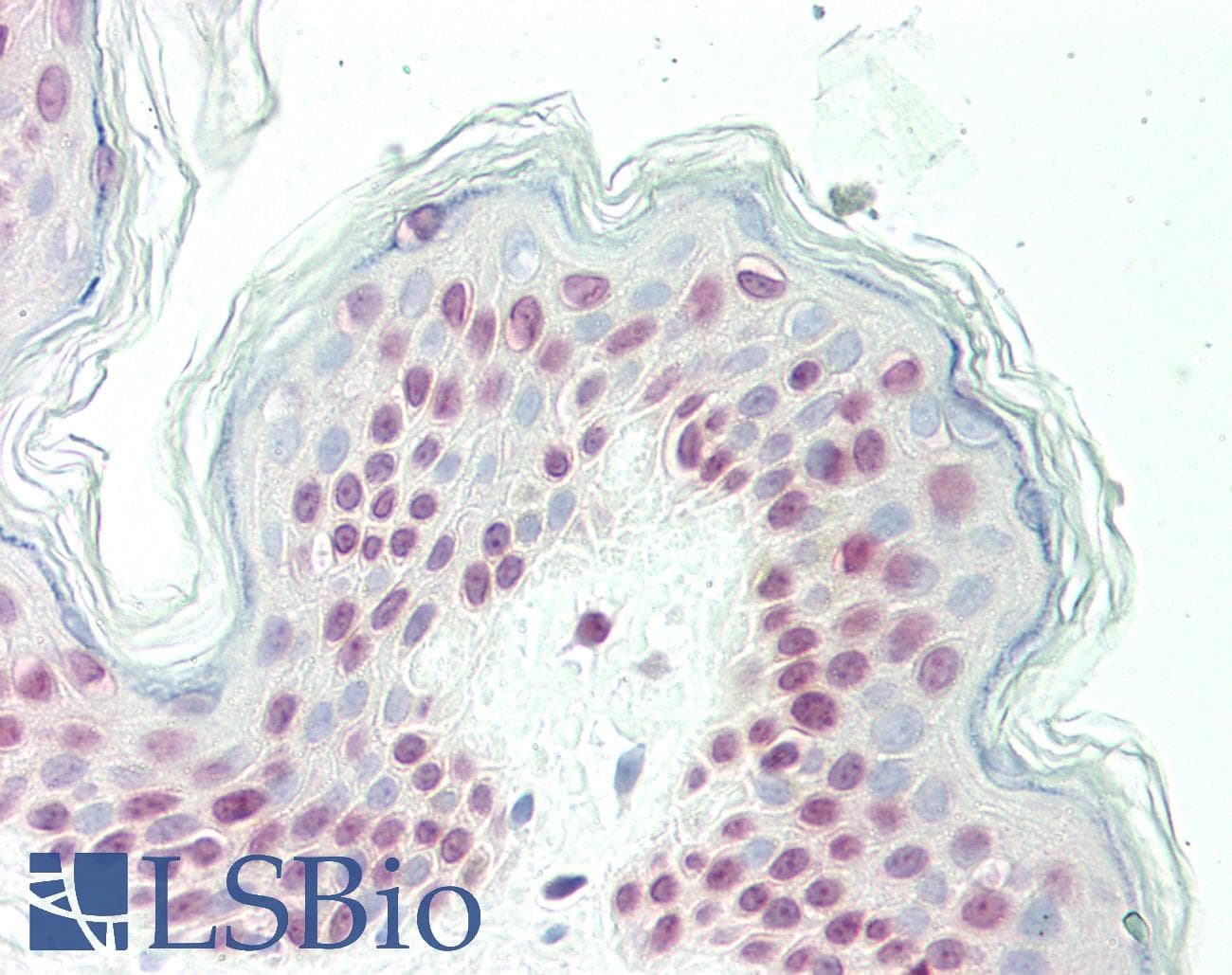 IHC-plus™ OLIG3 Antibody (aa74-100)