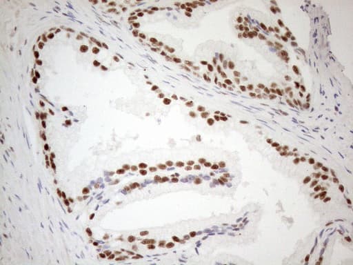 Monoclonal Mouse anti-Human WTAP Antibody (clone OTI12G7, aa2-106, IHC, WB)