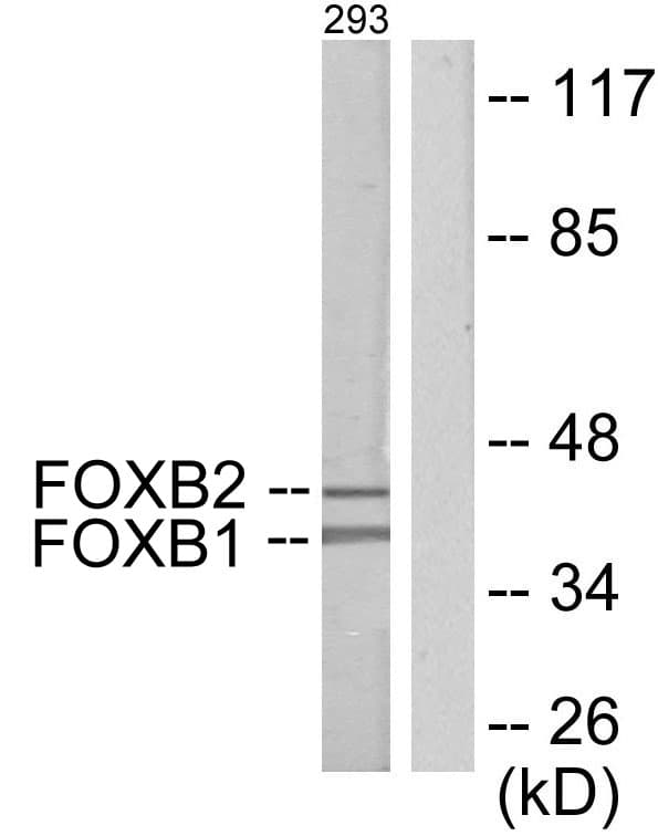 FOXB1+2 Antibody (aa51-100)