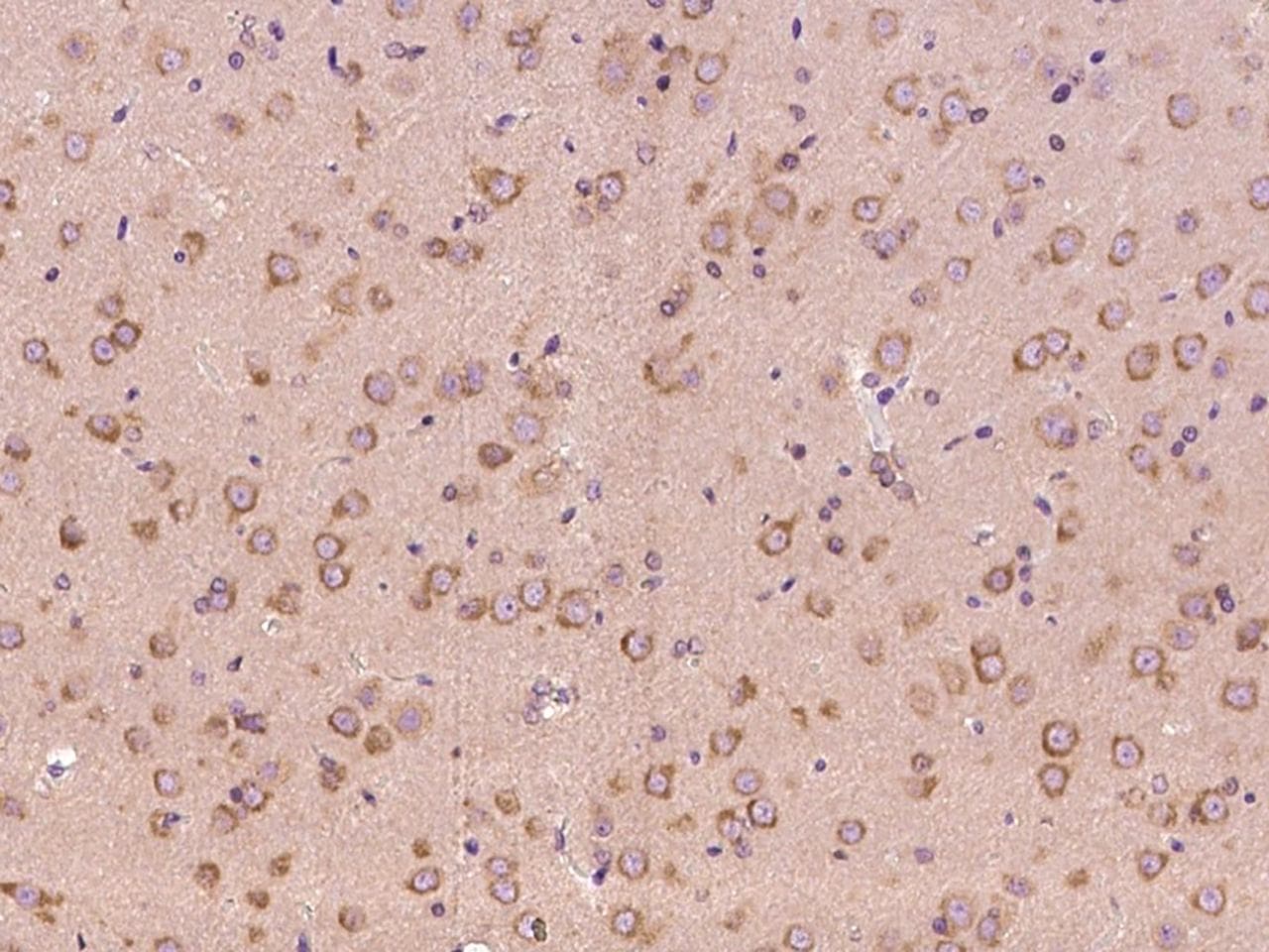 NRP1 / Neuropilin 1 Antibody
