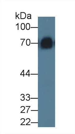 KNG1 / Kininogen / Bradykinin Antibody (HRP)