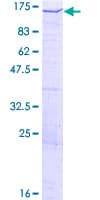 Human PDZRN4 Protein (Recombinant GST)