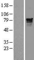 Human PDE4D Protein (Over-Expression Lysate Myc-DDK (Flag))