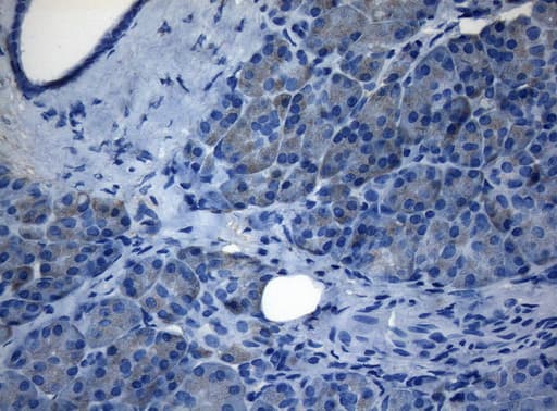 ZNF217 Antibody (aa730-1048, clone OTI3G5, Carrier-free)