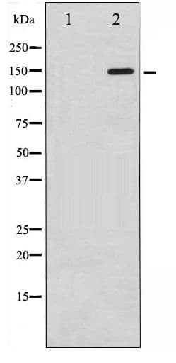 PLCG1 Antibody (phospho-Tyr771)