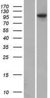 ANKMY1 Protein (Over-Expression Lysate Myc-DDK (Flag))
