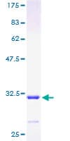 Human MXD4 Protein (Recombinant GST)