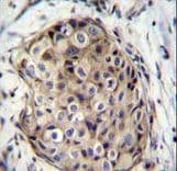 GMPR1 / GMPR Antibody (aa238-267)
