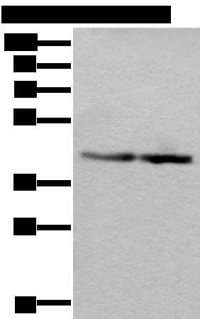 WDR18 Antibody
