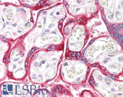 AOC1 Antibody (aa347-466)