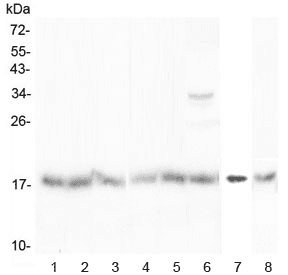 BTG2 Antibody