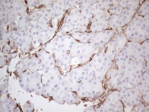 Monoclonal Mouse anti-Human CD34 Antibody (clone OTI11E1, Carrier-free, aa312-385, IHC, WB)